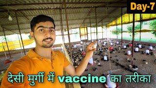 Day-7, vaccination in desi chicks in my poultry farm