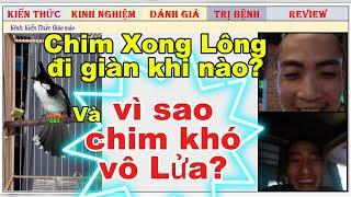 Vì sao Chim mới xong lông không nên đi giàn và Video call nói về chim không vô Lửa được