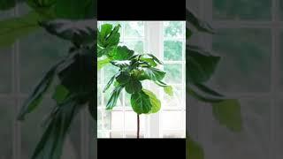 How to PROPAGATE a Fiddle Leaf Fig in under 40 seconds! ️