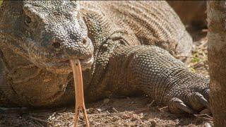 Komodo Dragon VS American Alligator: The Ultimate Showdown