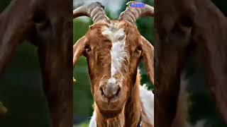 eid mubarak