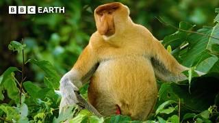 Meet The Long-Nosed Monkey | Asia Fun Facts | BBC Earth Kids