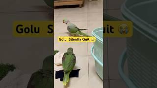 Sometimes Its Better to Quit no need to Prove Yourself #motivation #quittoday #quote #birds #parrots