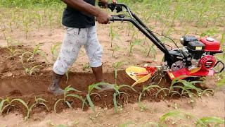 HONDA MINI WEEDER F300 3H.P IN MAIZE CULTIVATION