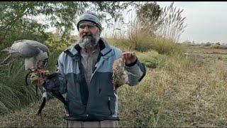 hunting of black francolin with goshawk || falconry art of kings