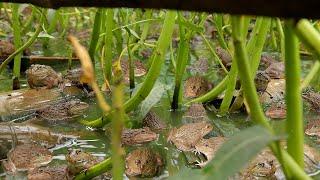 I Built a Backyard Natural Pond to Raise Frogs by Aquaponics System and Grow Water Spinach ( Part 1)