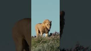 The Lion King on Patrol
