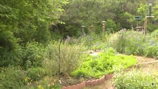 Backyard habitat|Jackie Davis|Central Texas Gardener