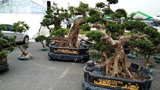 The bonsai area at OCOP Phu Tho Fair , Vietnam 11/2020