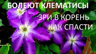 Почему  болеют клематисы? Ищем причину.ЛЕЧИМ. Биологические и химические методы борьбы с нематодой.