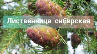 Лиственница сибирская