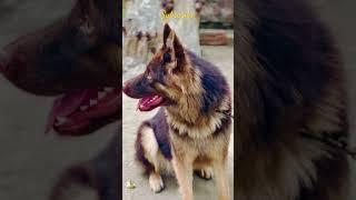 Rare color german shepherd (One of the rarest dog breed) #dogs #germanshepherd #pet