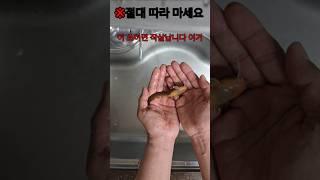 쏘이면 고통 그 자체 Torrent Catfish causes Unimaginable Pain when stung by a Sting in the Fin.