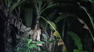 Live Misteri ‼️Pencarian jurig kebon pisang.