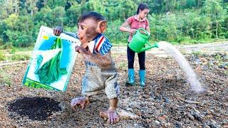 Smart Baby Monkey Helps Mom Plant Trees – So Cute and Helpful!