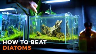 Aquarium Brown Algae | How to Beat Diatoms!