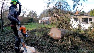 GROS DÉMONTAGE ET ABATTAGE D'ÉPICÉAS STIHL 661