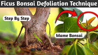 Ficus Bonsai Defoliation Technique | When To Cut The Leaves Of The Bonsai