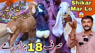 Rashid Goat Farm Aj Har Collection Le Aya  | Fancy Collection Agye ️ || Shikar Mar Lo