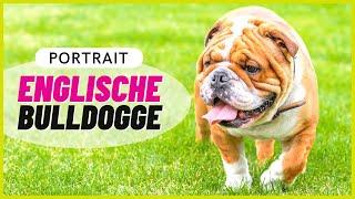 ENGLISCHE BULLDOGGE | Charakter, Haltung & Gesundheit