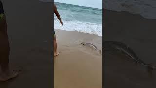 沙滩上钓到大鲨鱼 caught a big shark on the beach