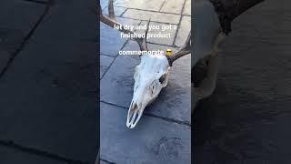 Do It Yourself European Mount - Do It Yourself Skull Mount - how to clean a deer skull