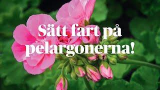 Dags att sätta fart på pelargonerna!