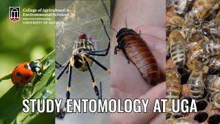 Study entomology at the University of Georgia