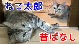 関西弁の昔ばなし【ねこ太郎】おしゃべりペット