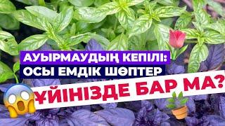 Әр ҮЙДЕ болуы тиіс ЕМДІК ШӨПТЕР | #денсаулық #гүлдер #қазақша