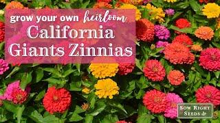 Sow Right Seeds | California Giants Zinnias