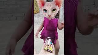 #meow #bill #shortvideo