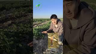 Как увеличить урожай огурцов? Эффективные подкормки