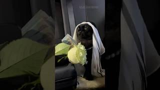 Funny animals 2023 - Funniest Cats and Dogs Video236 #shorts