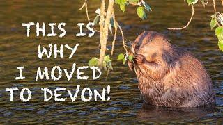 PHOTOGRAPHING BEAVERS in DEVON - CANON 1DXMKII