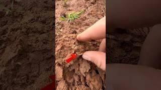 Находка в Германии!!! #золото #metaldetecting #shortvideo #коп #поиск #metaldetector #клад #монеты