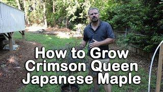 How to grow Crimson Queen Japanese Maple (Crimson Laceleaf Weeping Japanese Maple)