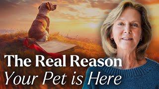 Understanding Animals' Soul Contracts: The Animal Network
