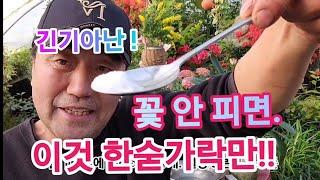 꽃도 안 피고, 누렇게 죽어가는 긴기아난!! (이거 한 숟가락이면 싹다 살아나요!!)