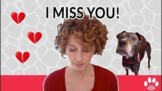 3 Things to do for pet loss and pet grief | Animal Afterlife & Rainbow Bridge