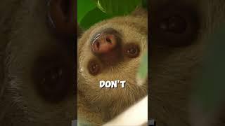 The SECRET Behind Why Sloths Are So Slow!