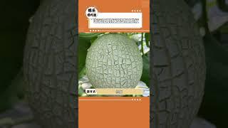 哈密瓜就是絕世好瓜#水果 #哈密瓜 #冷知識 #科普 #萬萬想不到
