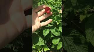 Малина Маравилла 2025 #strawberry #garden #gardening #nature #growyourownfood