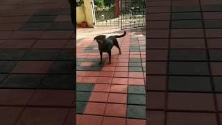 Cute puppy barking video #rottweiler #angrypets #catvideos #angrypuppy #cat #funnypet #angrydog