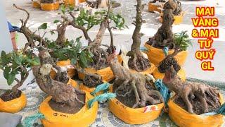 (@SỬ #zalo_0899129129)#Mai vàng & mai tứ quý phoi Bonsai GL 13/3/2025 ĐC:Q.Ô Môn,TPCT