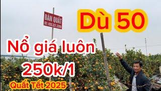 Quất chum dù 50 giá rẻ bán Tết 2025 trực tiếp tại vườn