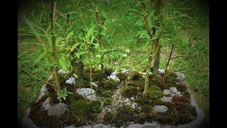 Lilac Forest and Willow Bonsai Forest