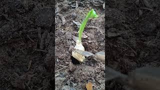 Dropped this #garlic #and forgot about it #growing #plants #gardening #garden #food #happy #short