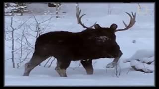 FILMED AS THE MOOSE TOOK OFF THE HORNS OR THE EASIEST WAY TO GET HORNS