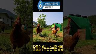 #닭들을 부르는 손쉬운 방법 #chicken